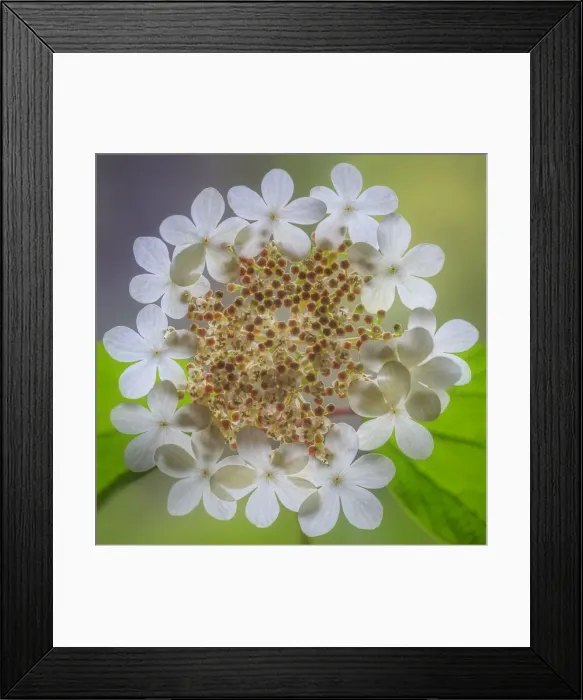 Framed Print : USA, Washington State, Silverdale. Highbush cranberry viburnum flowers close-up Framed Print : USA, Washington State, Silverdale. Highbush cranberry viburnum flowers close-up