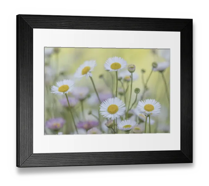 Framed Print : USA, Washington State, Seabeck. Santa Barbara daisies