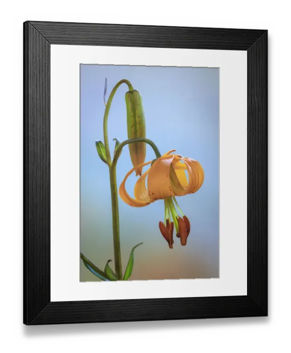 Framed Print : USA, Washington, Dewatto. Tiger lily flower close-up Framed Print : USA, Washington, Dewatto. Tiger lily flower close-up