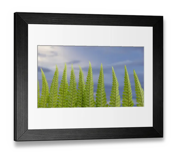 Framed Print : USA, Washington State, Seabeck. Fern forest against sky Framed Print : USA, Washington State, Seabeck. Fern forest against sky