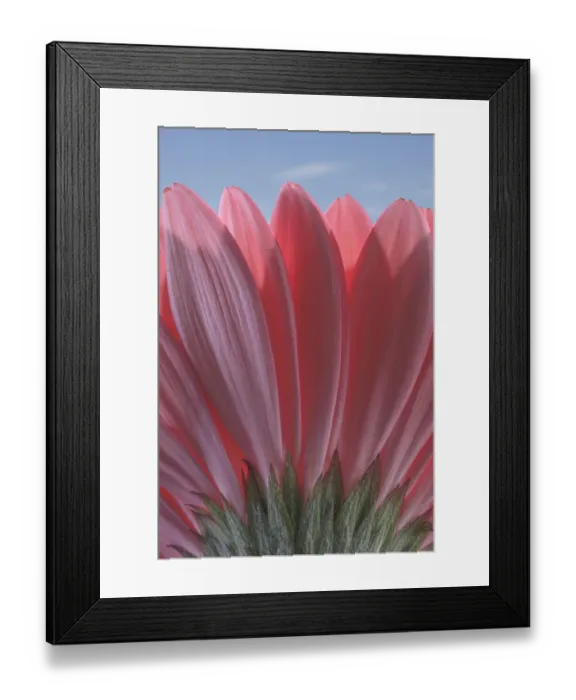 Framed Print : USA, Washington State, Seabeck. Underside close-up of a gerbera daisy
