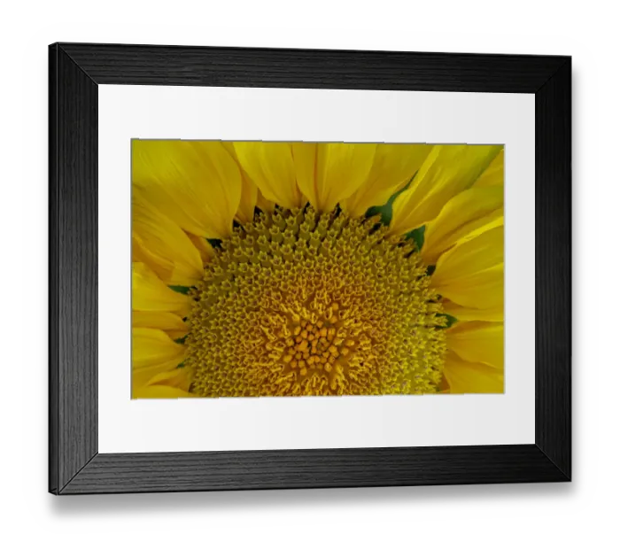 Framed Print : USA, Washington State, Seabeck. Sunflower blossom close-up Framed Print : USA, Washington State, Seabeck. Sunflower blossom close-up