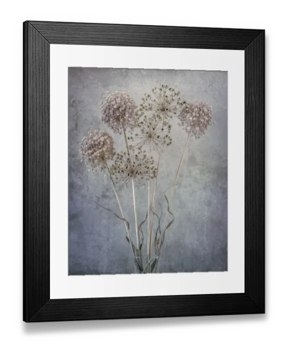 Framed Print : USA, Washington State, Seabeck. Allium seed heads close-up Framed Print : USA, Washington State, Seabeck. Allium seed heads close-up