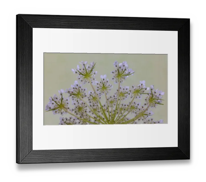 Framed Print : USA, Washington State, Seabeck. Close-up of Queen Annes lace plant Framed Print : USA, Washington State, Seabeck. Close-up of Queen Annes lace plant