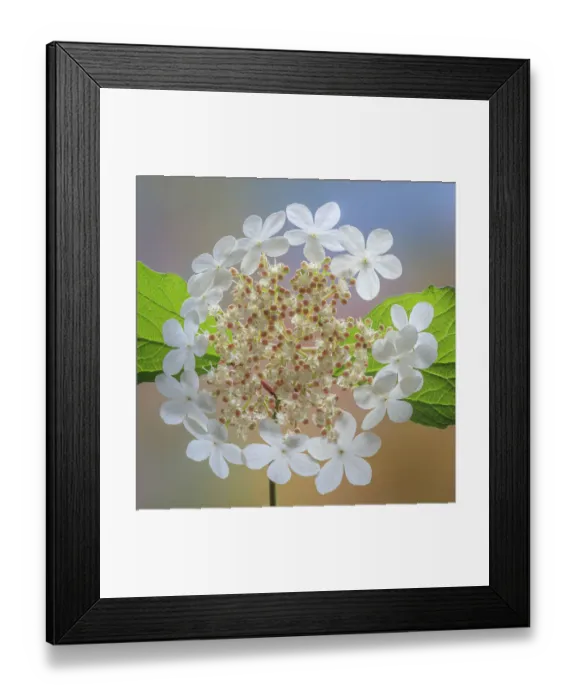 Framed Print : USA, Washington State, Silverdale. Highbush cranberry viburnum flowers close-up Framed Print : USA, Washington State, Silverdale. Highbush cranberry viburnum flowers close-up