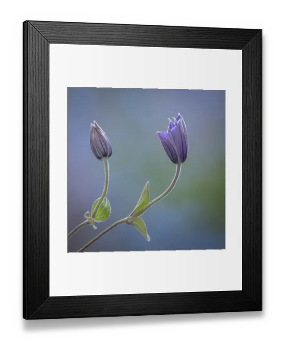 Framed Print : USA, Washington State, Seabeck. Clematis buds close-up Framed Print : USA, Washington State, Seabeck. Clematis buds close-up