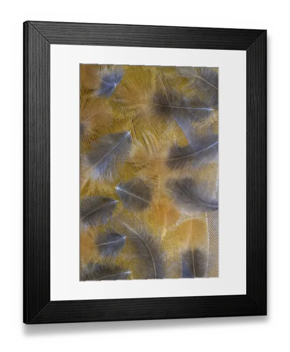 Framed Print : USA, Washington State, Seabeck. Pattern of downy feathers Framed Print : USA, Washington State, Seabeck. Pattern of downy feathers