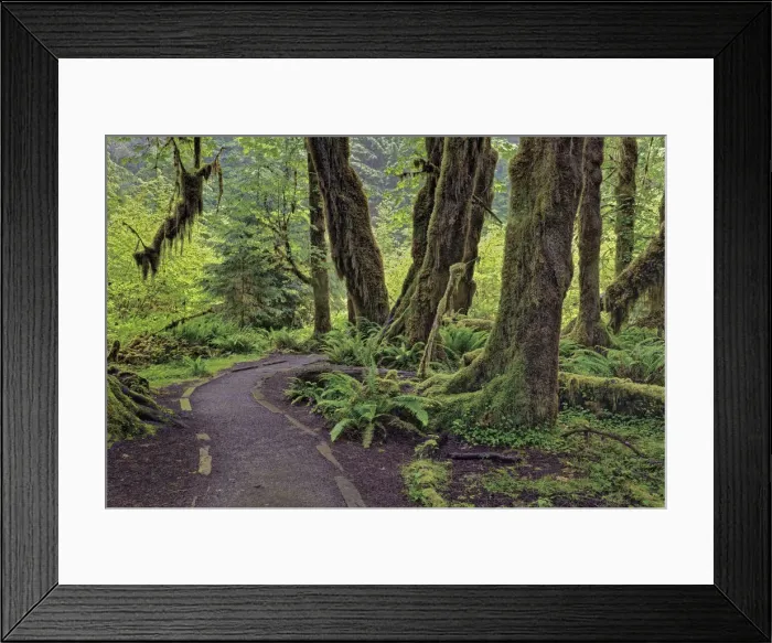 Framed Print : Footpath through forest draped with Club Moss, Hoh Rainforest, Olympic National Park, Washington State Framed Print : Footpath through forest draped with Club Moss, Hoh Rainforest, Olympic National Park, Washington State