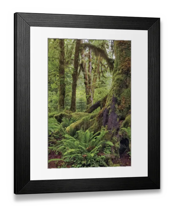 Framed Print : Ferns and Big Leaf Maple tree draped with Club Moss, Hoh Rainforest, Olympic National Park, Washington State Framed Print : Ferns and Big Leaf Maple tree draped with Club Moss, Hoh Rainforest, Olympic National Park, Washington State