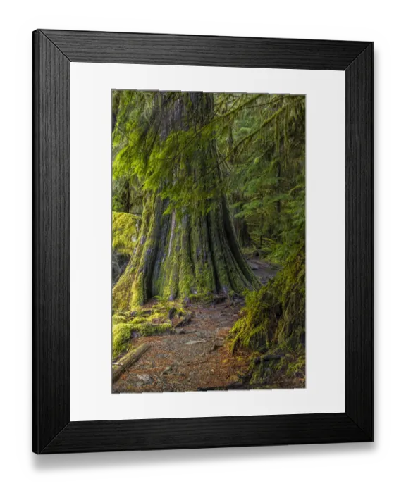 Framed Print : USA, Washington State, Olympic National Park. Trail through mossy forest