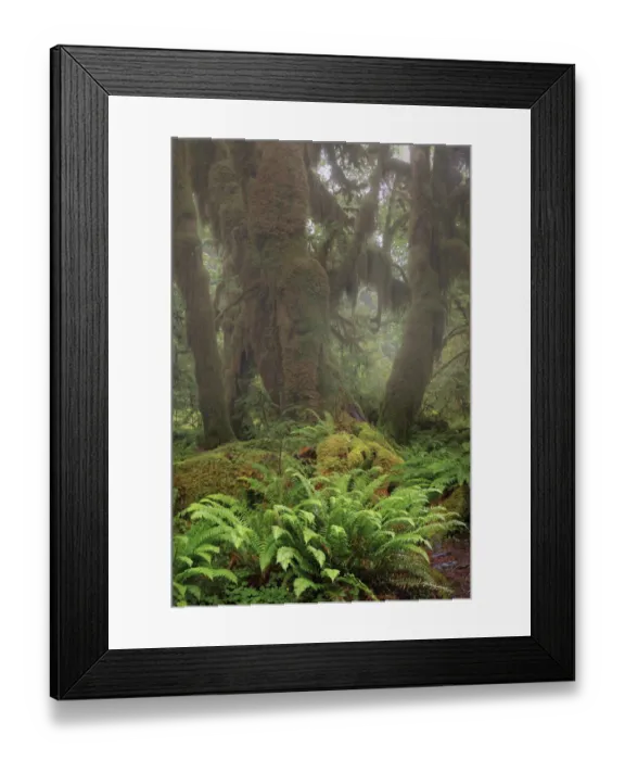 Framed Print : Big Leaf Maple tree draped with Club Moss, Hoh Rainforest, Olympic National Park, Washington State Framed Print : Big Leaf Maple tree draped with Club Moss, Hoh Rainforest, Olympic National Park, Washington State