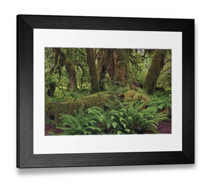 Framed Print : Nurse log and Big Leaf Maple tree draped with Club Moss, Hoh Rainforest, Olympic National Park, Washington State