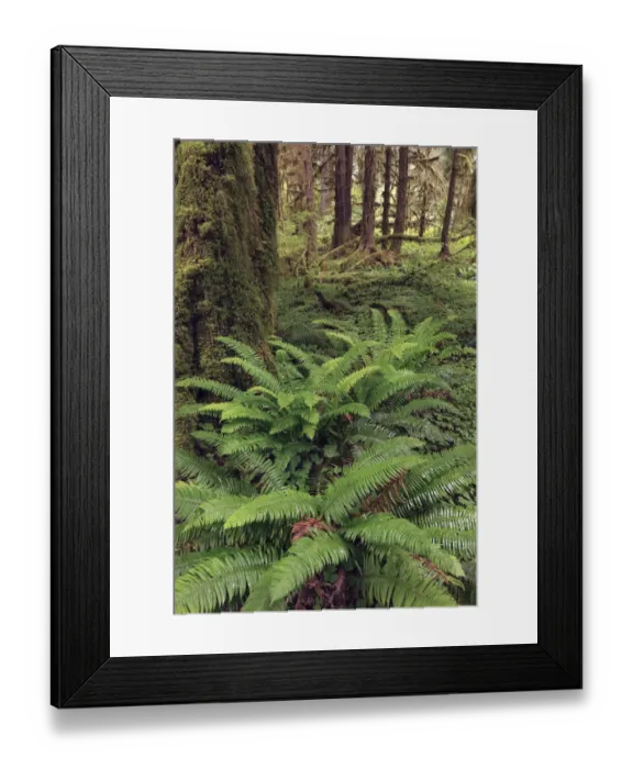 Framed Print : Ferns and Big Leaf Maple tree draped with Club Moss, Hoh Rainforest, Olympic National Park, Washington State Framed Print : Ferns and Big Leaf Maple tree draped with Club Moss, Hoh Rainforest, Olympic National Park, Washington State