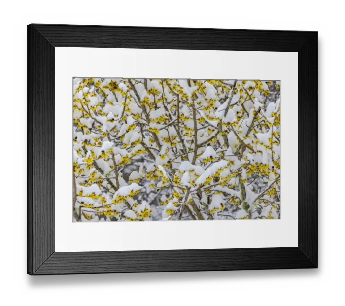 Framed Print : USA, Washington State, Seabeck. Snow on witch hazel tree