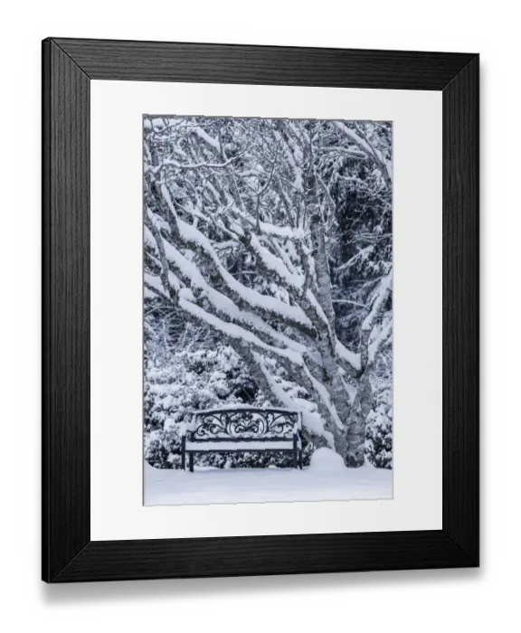 Framed Print : USA, Washington State, Seabeck. Snow-covered trees and bench in winter Framed Print : USA, Washington State, Seabeck. Snow-covered trees and bench in winter