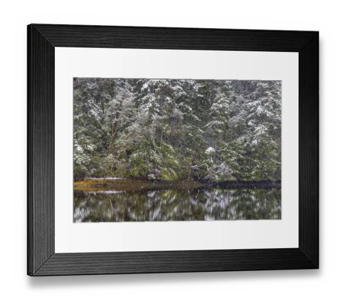 Framed Print : USA, Washington State, Seabeck, Misery Point Preserve. Forest reflections in lagoon