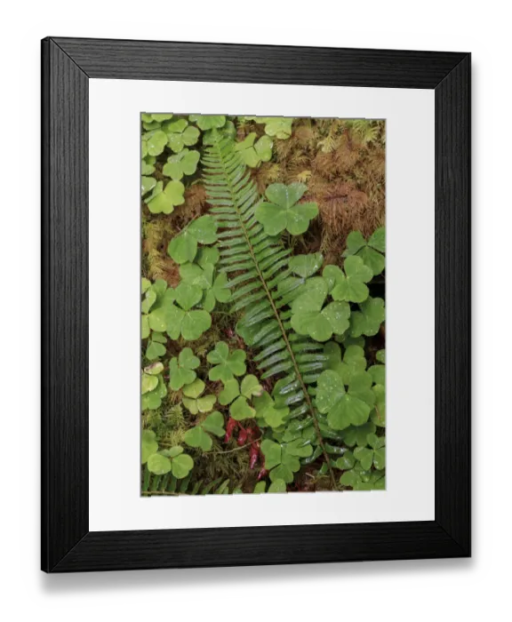 Framed Print : Ferns and sorrel on forest floor, Hoh Rainforest, Olympic National Park, Washington State Framed Print : Ferns and sorrel on forest floor, Hoh Rainforest, Olympic National Park, Washington State