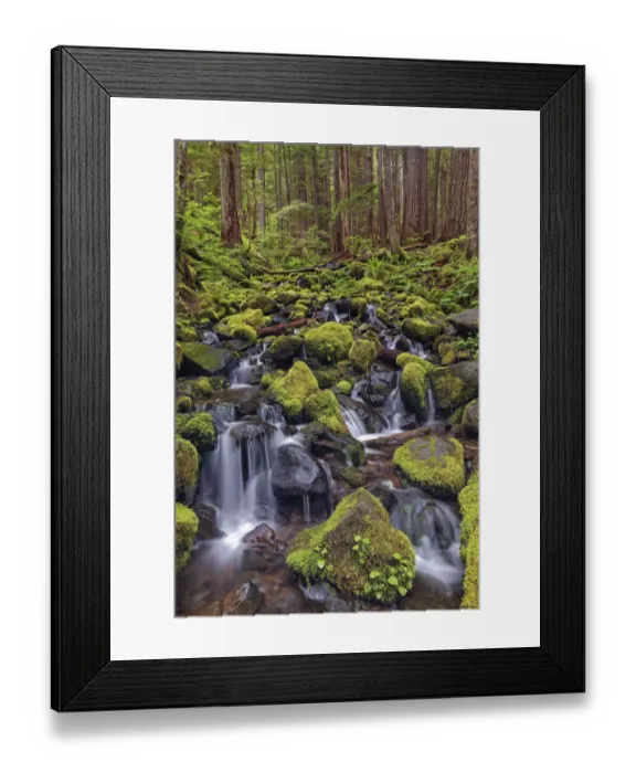 Framed Print : Small stream cascading through moss covered rocks, Hoh Rainforest, Olympic National Park, Washington State