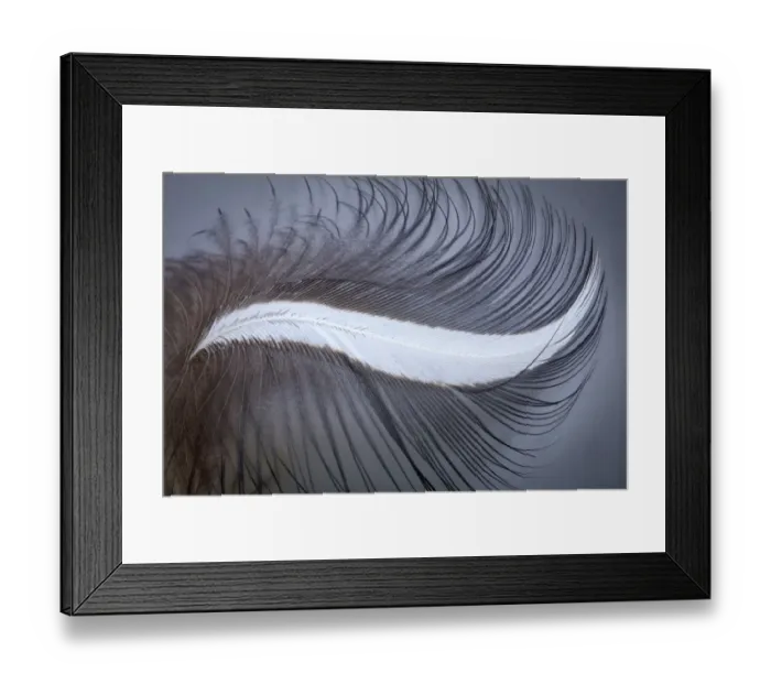 Framed Print : USA, Washington State, Seabeck. Great blue heron feather close-up Framed Print : USA, Washington State, Seabeck. Great blue heron feather close-up
