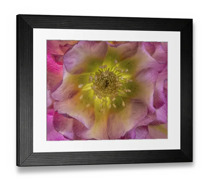 Framed Print : USA, Washington State, Seabeck. Hellebore blossom close-up Framed Print : USA, Washington State, Seabeck. Hellebore blossom close-up