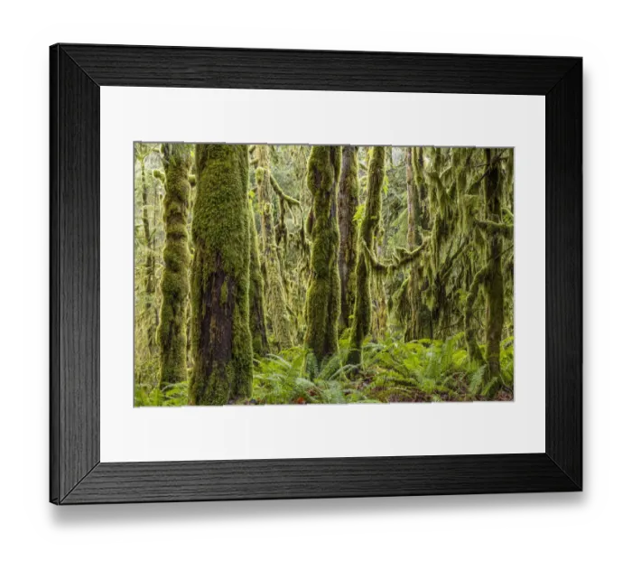 Framed Print : USA, Washington State, Seabeck, Guillemot Cove Nature Preserve. Moss-covered rainforest trees Framed Print : USA, Washington State, Seabeck, Guillemot Cove Nature Preserve. Moss-covered rainforest trees