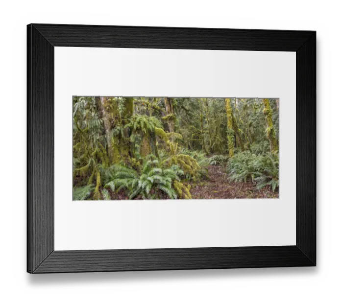 Framed Print : USA, Washington State, Seabeck, Guillemot Cove Nature Preserve. Panoramic of old growth cedar stump Framed Print : USA, Washington State, Seabeck, Guillemot Cove Nature Preserve. Panoramic of old growth cedar stump