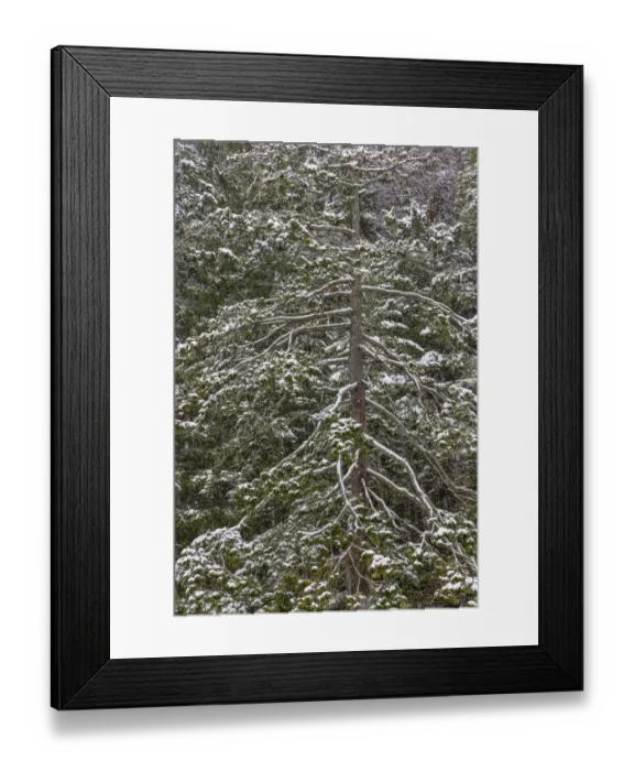 Framed Print : USA, Washington State, Seabeck. Snow-covered Douglas fir tree in winter Framed Print : USA, Washington State, Seabeck. Snow-covered Douglas fir tree in winter