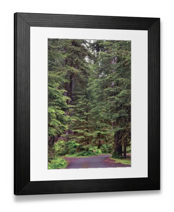 Framed Print : Footpath through forest draped with Club Moss, Hoh Rainforest, Olympic National Park, Washington State Framed Print : Footpath through forest draped with Club Moss, Hoh Rainforest, Olympic National Park, Washington State
