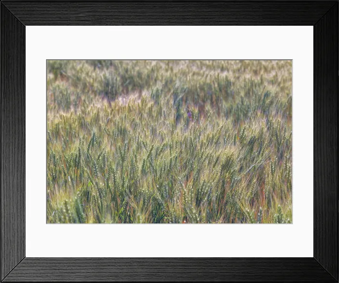 Framed Print : Wheat crop close-up, Palouse region of eastern Washington State