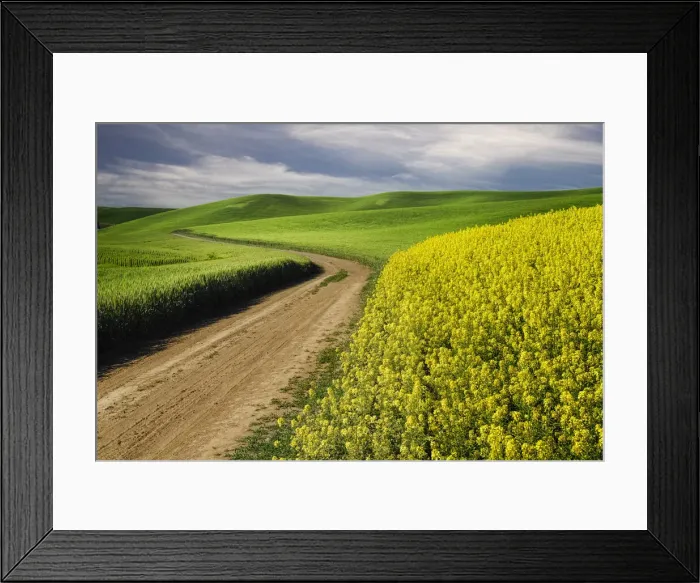 Framed Print : Rural farm road through yellow canola and green wheat crops, Palouse region of eastern Washington State Framed Print : Rural farm road through yellow canola and green wheat crops, Palouse region of eastern Washington State