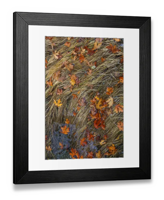 Framed Print : USA, Washington State, Poulsbo. Panoramic of fallen bigleaf maple leaves in grass Framed Print : USA, Washington State, Poulsbo. Panoramic of fallen bigleaf maple leaves in grass