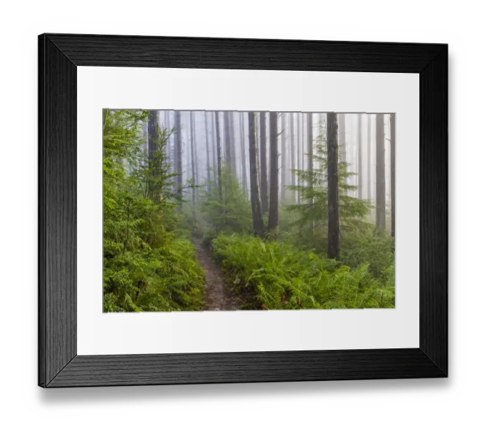 Framed Print : USA, Washington State, Seabeck. Trail in foggy Guillemot Cove Nature Preserve Framed Print : USA, Washington State, Seabeck. Trail in foggy Guillemot Cove Nature Preserve