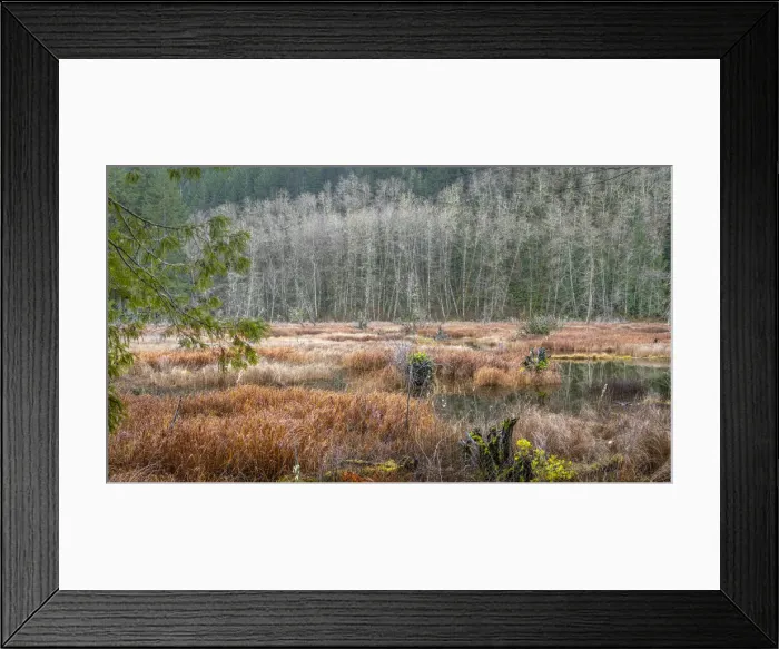Framed Print : USA, Washington State, Gold Creek Beaver Pond. Winter panoramic of marsh and forest Framed Print : USA, Washington State, Gold Creek Beaver Pond. Winter panoramic of marsh and forest