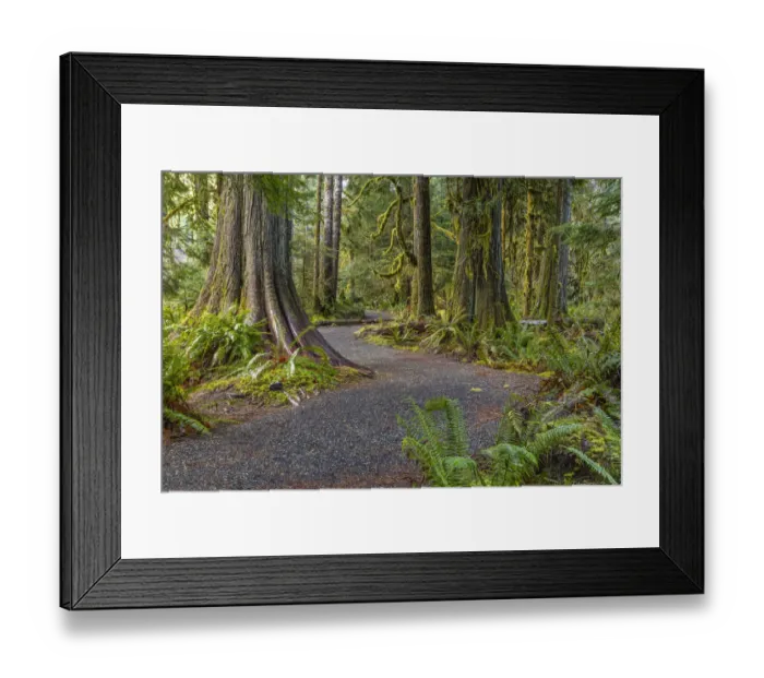 Framed Print : USA, Washington State, Olympic National Park. Trail through mossy forest