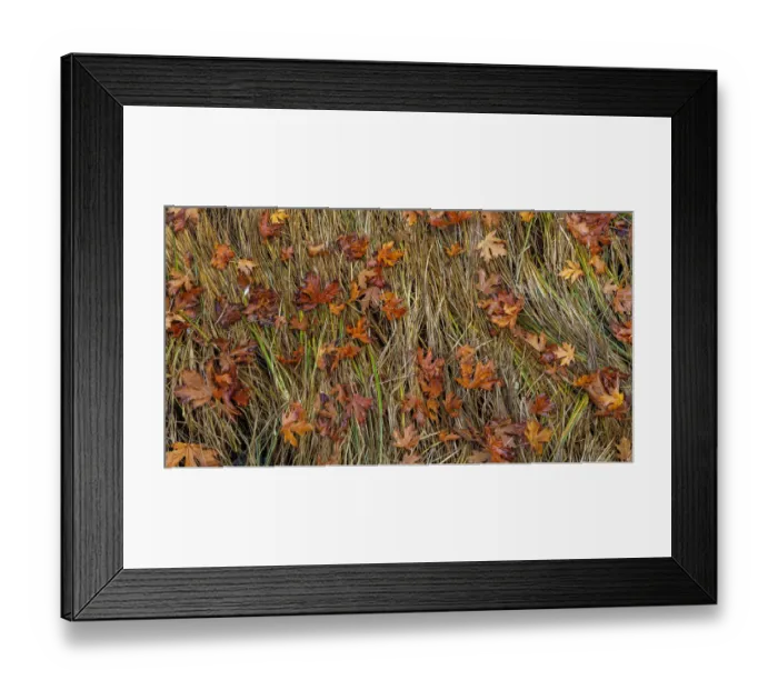 Framed Print : USA, Washington State, Poulsbo. Panoramic of fallen bigleaf maple leaves in grass Framed Print : USA, Washington State, Poulsbo. Panoramic of fallen bigleaf maple leaves in grass