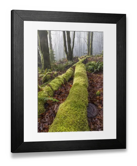 Framed Print : USA, Washington State, Seabeck, Guillemot Cove Nature Preserve. Fallen moss-covered maple tree Framed Print : USA, Washington State, Seabeck, Guillemot Cove Nature Preserve. Fallen moss-covered maple tree