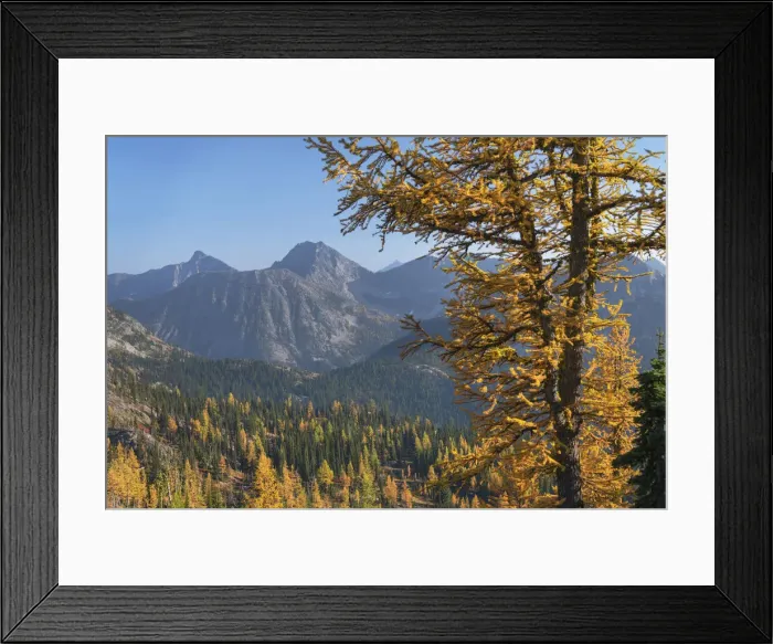 Framed Print : Subalpine Larches in golden autumn color. North Cascades National Park, Washington State Framed Print : Subalpine Larches in golden autumn color. North Cascades National Park, Washington State