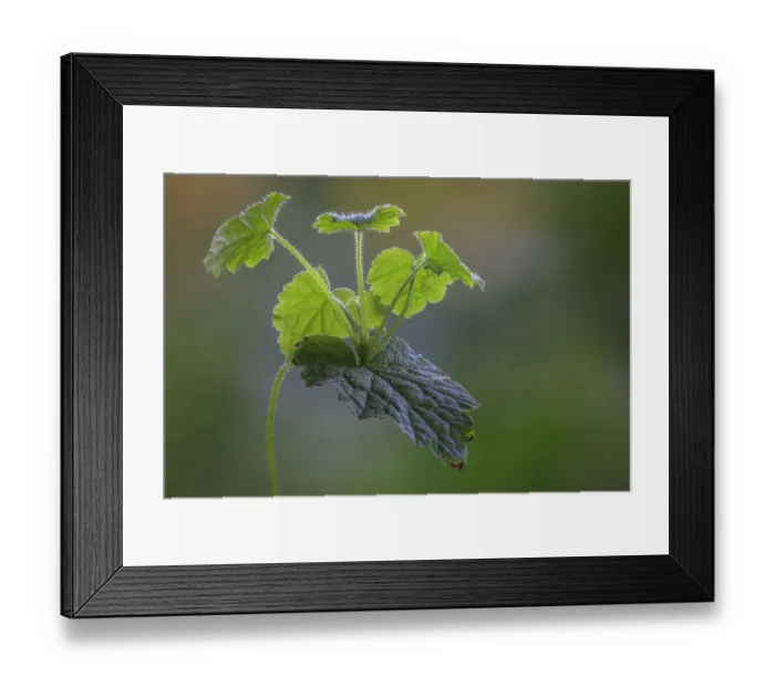 Framed Print : USA, Washington State, Seabeck. Piggyback plant evergreen leaves close-up Framed Print : USA, Washington State, Seabeck. Piggyback plant evergreen leaves close-up
