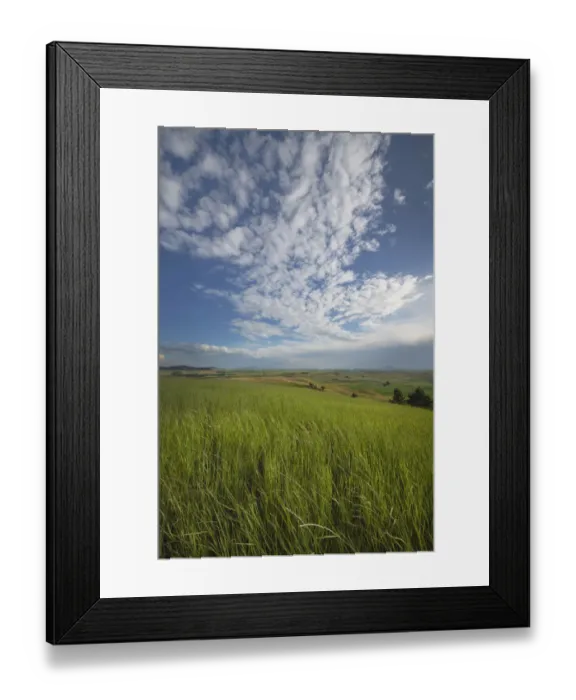 Framed Print : View of the Palouse from grassy hillside near Farmington, Washington State Framed Print : View of the Palouse from grassy hillside near Farmington, Washington State