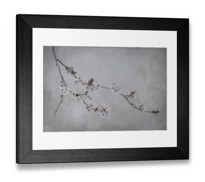 Framed Print : USA, Washington State, Seabeck. Flowering plum branch Framed Print : USA, Washington State, Seabeck. Flowering plum branch