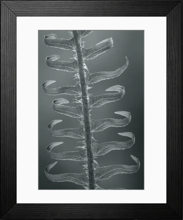 Framed Print : USA, Washington State, Seabeck. Sword fern in spring Framed Print : USA, Washington State, Seabeck. Sword fern in spring