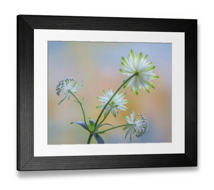 Framed Print : USA, Washington State, Seabeck. Astrantia blossoms close-up Framed Print : USA, Washington State, Seabeck. Astrantia blossoms close-up