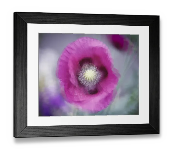 Framed Print : USA, Washington State, Seabeck. Abstract pink poppy Framed Print : USA, Washington State, Seabeck. Abstract pink poppy