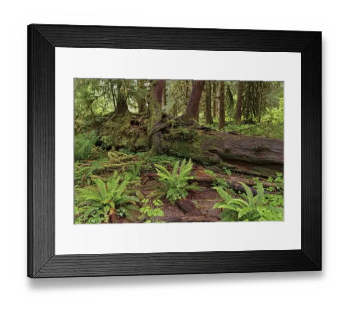 Framed Print : Nurse log and Big Leaf Maple tree draped with Club Moss, Hoh Rainforest, Olympic National Park, Washington State Framed Print : Nurse log and Big Leaf Maple tree draped with Club Moss, Hoh Rainforest, Olympic National Park, Washington State