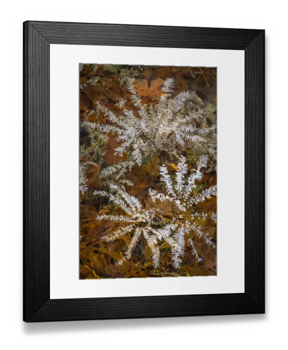 Framed Print : USA, Washington State, Olympic National Park. Maidenhair ferns floating in water Framed Print : USA, Washington State, Olympic National Park. Maidenhair ferns floating in water