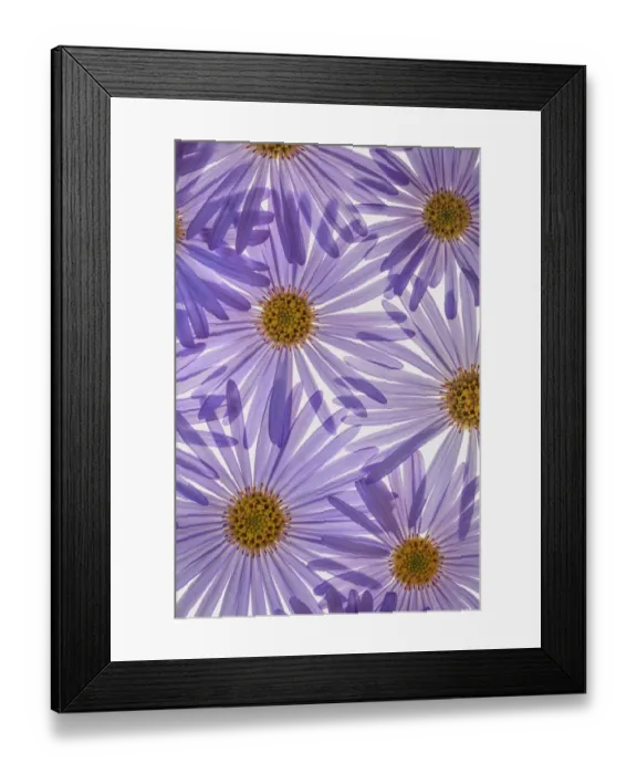 Framed Print : USA, Washington State, Seabeck. Purple aster flowers close-up