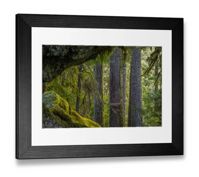 Framed Print : USA, Washington State, Olympic National Park. Moss on boulders and trees Framed Print : USA, Washington State, Olympic National Park. Moss on boulders and trees