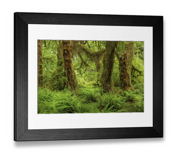 Framed Print : Big Leaf Maple tree draped with Club Moss, Hoh Rainforest, Olympic National Park, Washington State Framed Print : Big Leaf Maple tree draped with Club Moss, Hoh Rainforest, Olympic National Park, Washington State