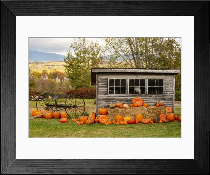 Framed Print : USA, Vermont, Stowe, West Hill Rd, pumpkin field Framed Print : USA, Vermont, Stowe, West Hill Rd, pumpkin field