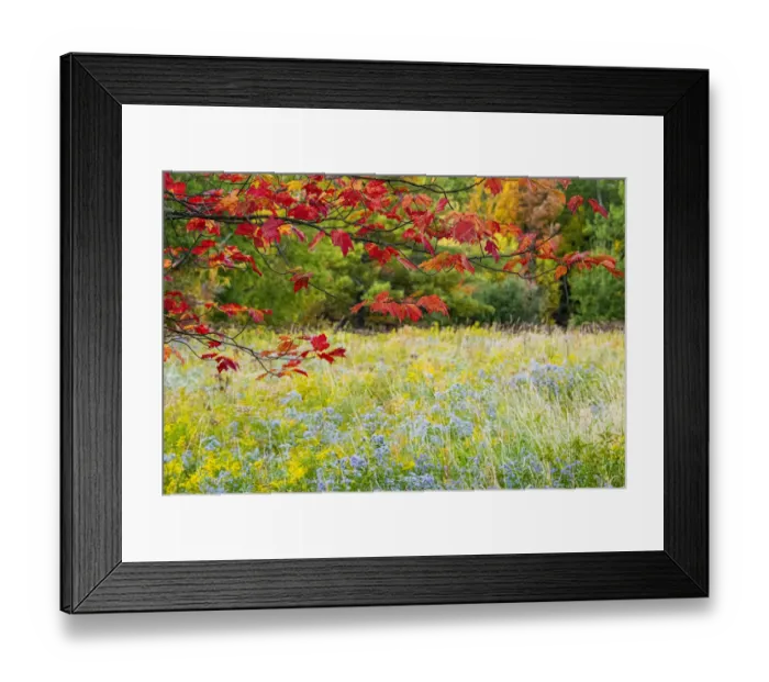 Framed Print : USA, Vermont, Morrisville. Lyle McKee Road, fall foliage